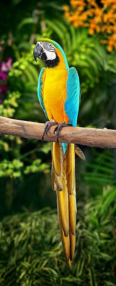 240px-Blue-and-Yellow-Macaw.jpg